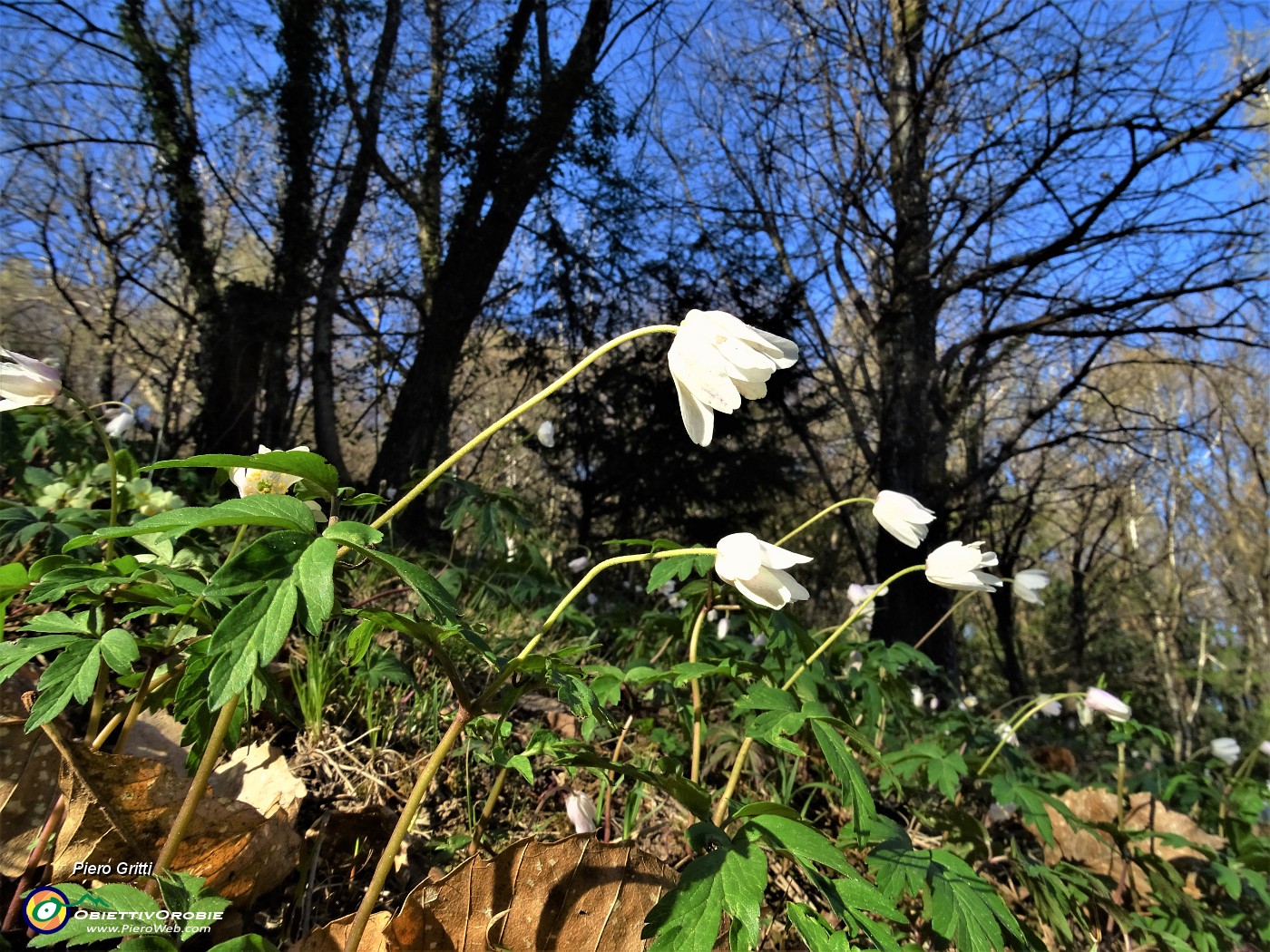 26 Anemone nemorosa (Anemonoides nemorosa) con castagni sullo sfondo .JPG